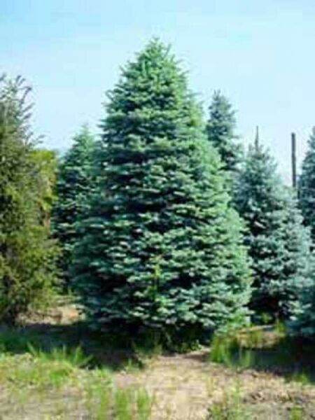 Edel-Tanne / Silber-Tanne / Abies procera / Abies nobilis