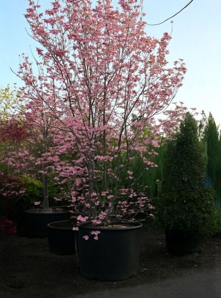 Roter Blumen-Hartriegel (Cornus florida 'Rubra') Solitär 400-500 cm im Container C1000, mehrstämmig mit rosa Blüten.