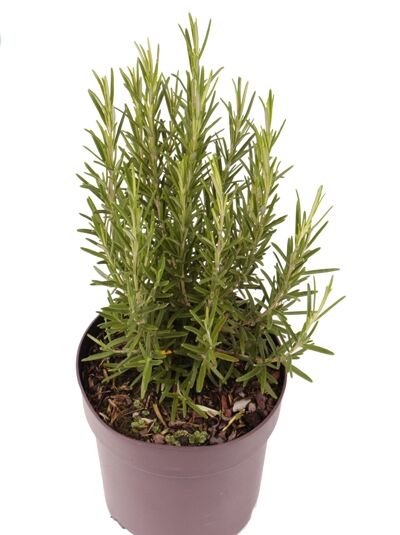 Rosmarin / Rosmarinus officinalis