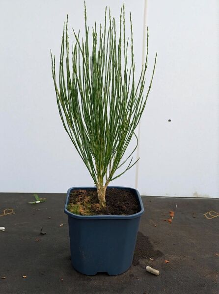 Besen-Ginster (Cytisus scoparius) 'Boskoop Ruby' 40–50 cm C3 im Topf, aufrechter Strauch mit grünen, rutenförmigen Trieben.