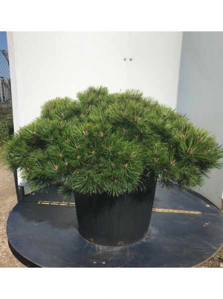 Pinus densiflora 'Low Glow' / Japanische Rotkiefer 'Low Glow'