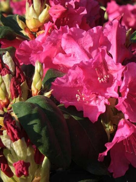 Rhododendron 'August Lamken' / Rhododendron williamsianum 'August Lamken'