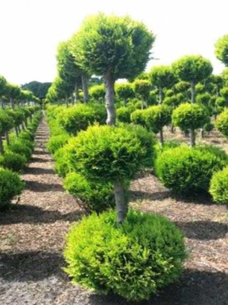 Garten-Bonsai / Chamaecyparis lawsoniana 'Alumii Gold' 3-fach-Kugel
