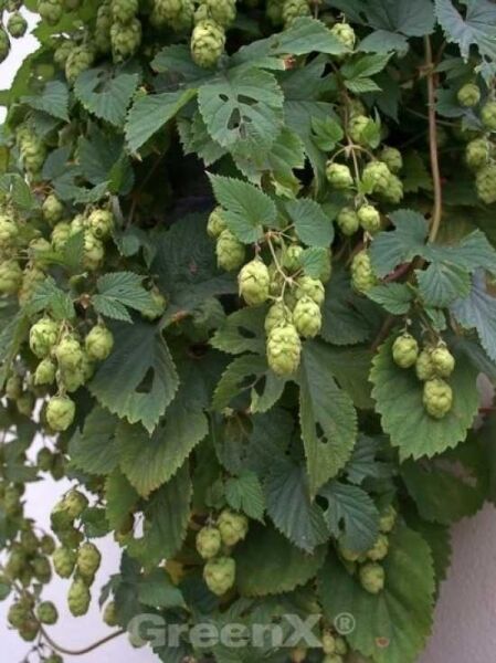 Humulus lupulus / Gewöhnlicher Hopfen