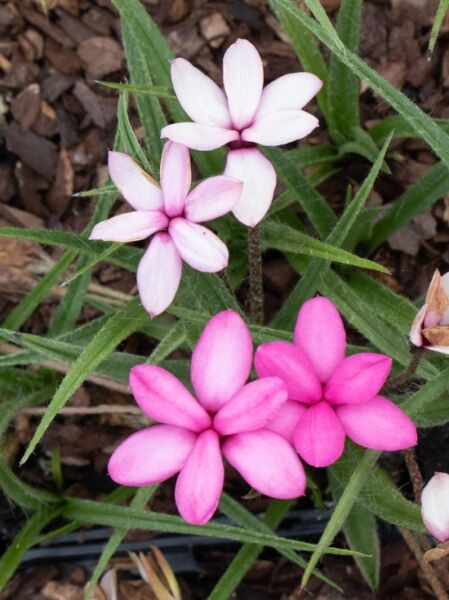 Rhodohypoxis baurii 'Mars' / Grasstern 'Mars'