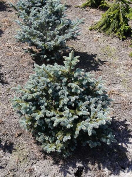 Edel-Tanne 'Bizarro' (Abies procera 'Bizarro'), 60–80 cm, kompakter Nadelbaum mit silbrig-blaugrünen Nadeln, mehrtriebig.