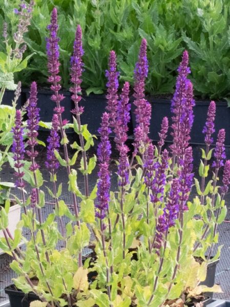 Steppen Salbei 'Caradonna Compact ®' / Steppen Salbei 'Caradonna Compact ®'