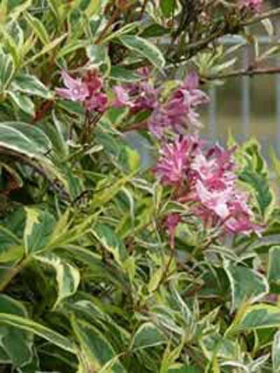 Liebliche Weigelie 'Nana Variegata' kaufen