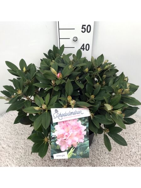 Rhododendron yakushimanum 'Dreamland' (Rhododendron 'Dreamland') 35–40 cm C10, kompakter Strauch mit dunkelgrünen Blättern und Knospen