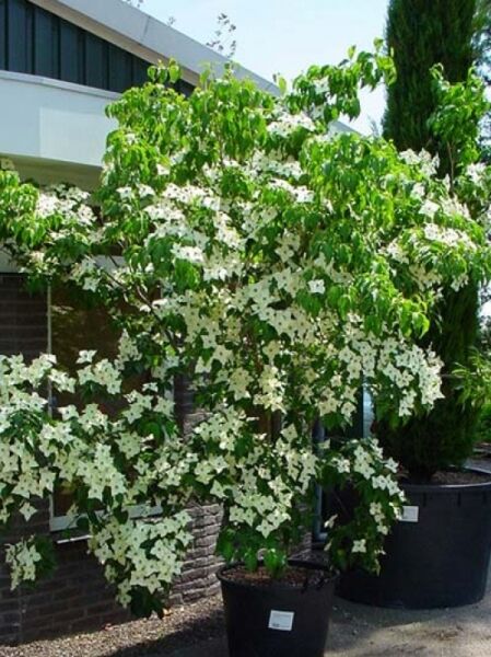 Chinesischer Blumen-Hartriegel Cornus kousa var. chinensis 'China Girl' als Kübelpflanze mit weißen Blüten und grünem Laub