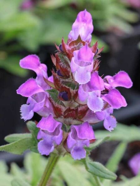 Große Garten-Braunelle 'Gerhard Rudolf' / Prunella grandiflora 'Gerhard Rudolf'
