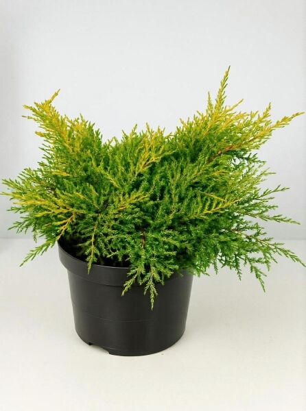 Juniperus pfitzeriana 'Gold Star' / Pfitzer-Wacholder 'Gold Star' 40-50 cm breit, im schwarzen C10-Topf mit gelbgrünem Nadelwerk