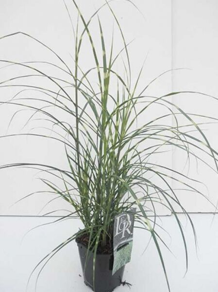 Miscanthus sinensis 'Little Zebra' / Kleines Zebraschilf 'Little Zebra' C2, Ziergras im Pflanztopf mit schmalen, überhängenden Blättern
