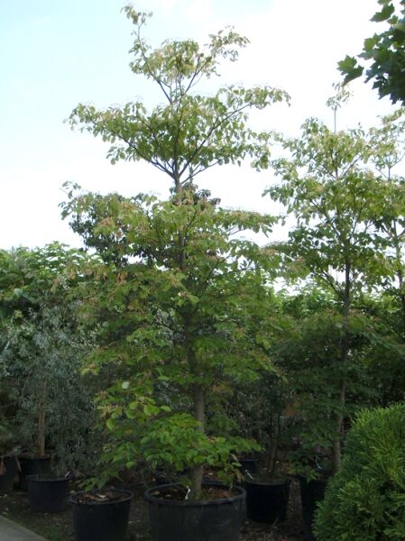 Pagoden-Hartriegel (Cornus controversa) im Topf, 300-350 cm, C180, mehrstämmiger Baum mit grünem Laub.