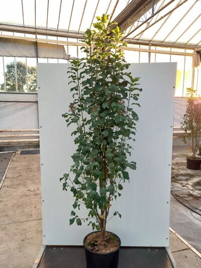 Säulen-Felsenbirne 'Obelisk' / Säulen-Saskatoonbeere / Amelanchier alnifolia 'Obelisk'