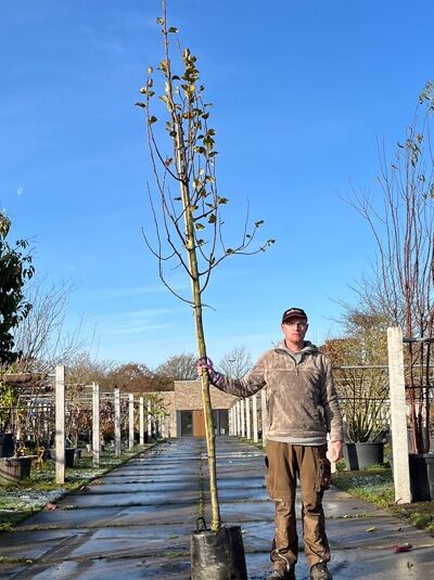 Pyrus communis 'Bosc's Flaschenbirne' – Birne 'Kaiser Alexander' Hochstamm im Container, Baum mit Stützpfahl und Stammumfang 10–12 cm.