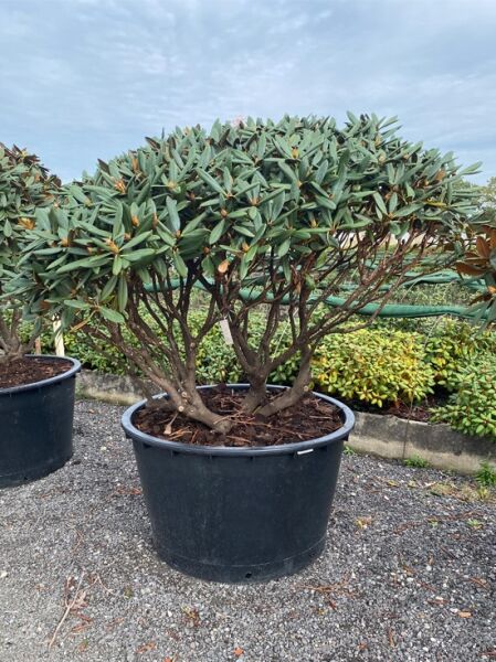 Rhododendron 'Gulliver' Schirm (Nr.1446) / Rhododendron adenogynum 'Gulliver' 160 cm breit x 115 cm hoch