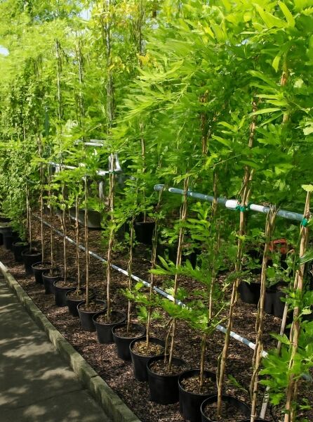 Wisteria floribunda 'Shiro Kapitan Fuji' / Japanischer Blauregen, 150-175 cm, C3, Kletterpflanzen im Topf mit Rankstäben.