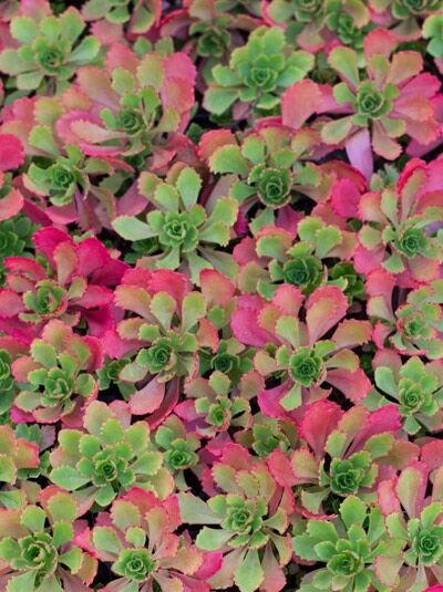 Immergrünchen / Sedum hybridum 'Immergrünchen'