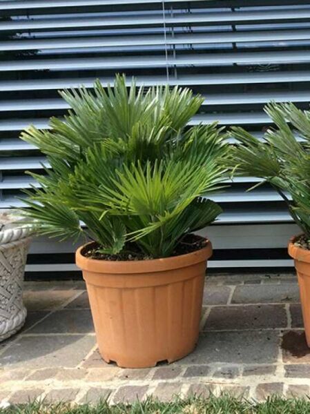 Kompakte Zwerg-Palme „Vulcano“ (Chamaerops humilis 'Vulcano') im Topf, 50–60 cm, C20, mit fächerförmigen grünen Blättern.
