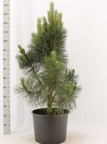 Pinus nigra 'Pyramidalis' / Säulenschwarzföhre