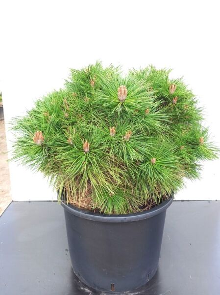 Kugel-Schwarzkiefer 'Brepo' / Pinus nigra 'Brepo'