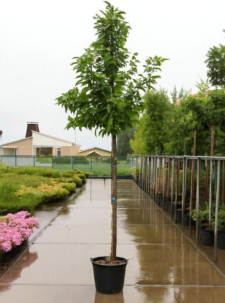 Magnolia liliiflora 'Susan' / Rote Tulpenmagnolie 'Susan' Hochstamm 10-12 StU im Container mit grünem Laub in Baumschule