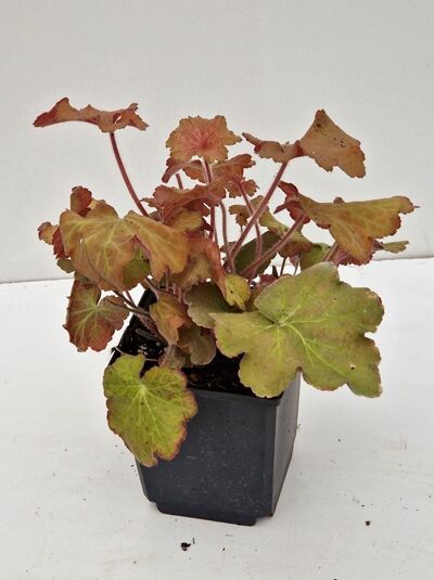 Zottiges Silberglöckchen Heuchera micrantha 'Caramel ®' im P9-Topf, rosettenförmiges Laub in karamell- bis grünlichen Tönen.