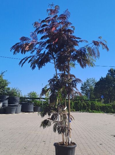 Seidenbaum 'Summer Chocolate' mehrstämmig 250-300 cm - Albizia julibrissin 'Summer Chocolate' (1577102)