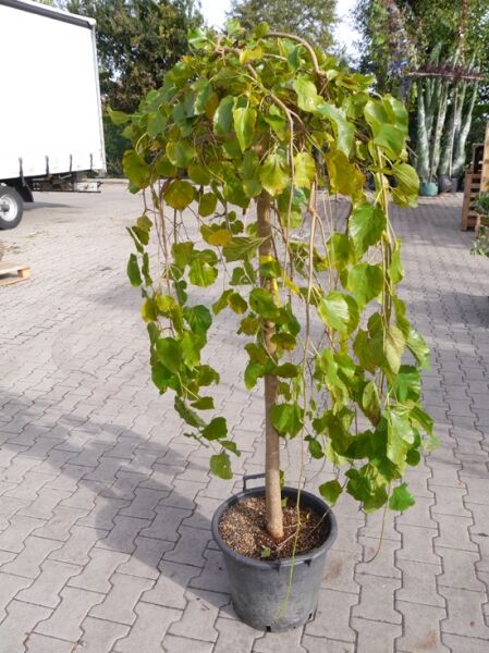 Morus alba 'Pendula' / Hängender weißer Maulbeerbaum 'Pendula', 100 cm Stamm, im C25-Container mit überhängender Krone und grünen Blättern