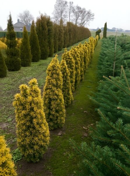 Taxus baccata 'Standishii' / Säulen-Eibe 'Standishii' 80-100 cm m. B., säulenförmiger Nadelstrauch mit gelbgrünem Laub.