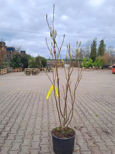 Magnolia soulangiana 'Rustica Rubra' / Tulpen-Magnolie 'Rustica Rubra' 125-150 cm C35, mehrstämmiger Strauch im Container mit Knospen