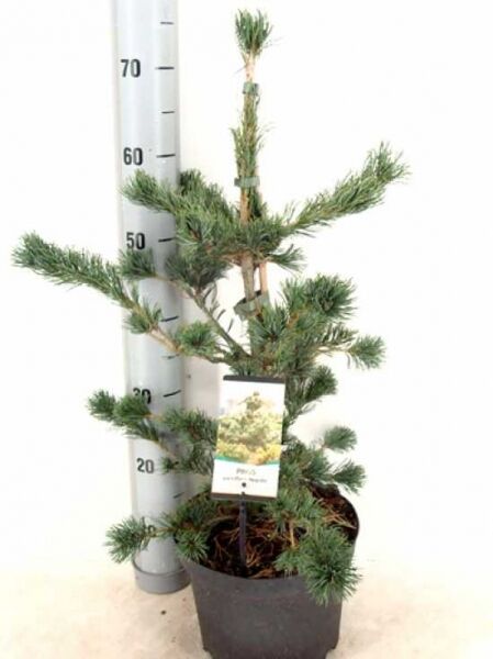 Pinus parviflora 'Negishi' / kompakte blaue Mädchenkiefer, 50–60 cm, im C5-Topf mit blaugrünen Nadeln und aufrechtem Wuchs