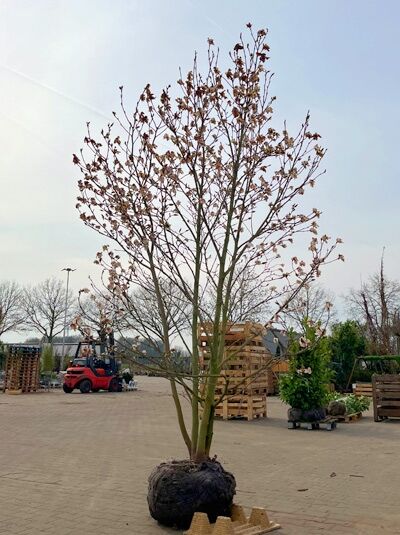 Tulpen-Magnolie 250-300 cm Schirmform / Magnolia soulangiana (847217)