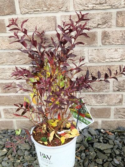 Maiblumenstrauch Deutzia rosea 'Yuki Snowflake'®, 40-50 cm, C7.5, buschiger Strauch im Pflanztopf mit rötlichem Laub