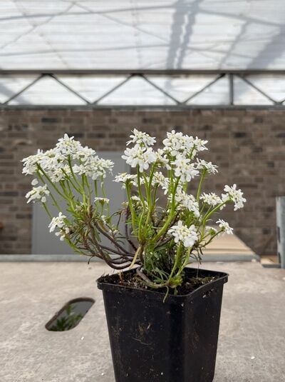 Himalaja-Schleierkraut - Gypsophila cerastioides