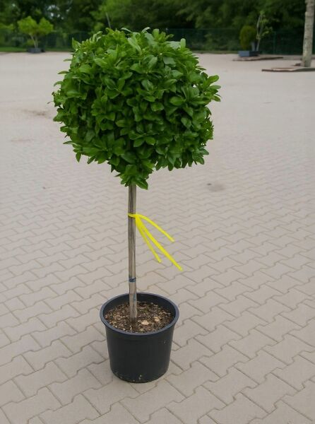 Viburnum tinus 'Eve Price' / Mittelmeer-Schneeball, 80 cm Stamm, im Topf C25 mit kugeliger Krone und grünem Laub