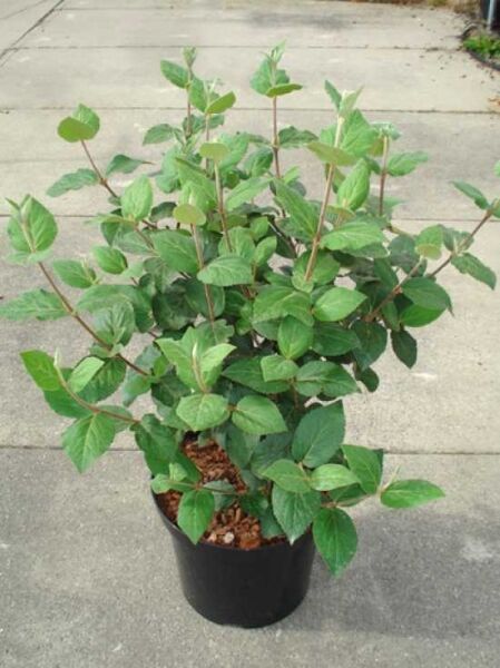 Viburnum carlesii (Korea-Duft-Schneeball) im Topf, 50–80 cm, C12, buschiger Strauch mit grünen Blättern.