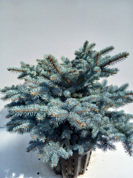 Picea pungens 'Glauca Globosa' / Kleine Blau-Fichte 40-50 cm C20, kompakter Nadelstrauch mit blaugrauen Nadeln im Container