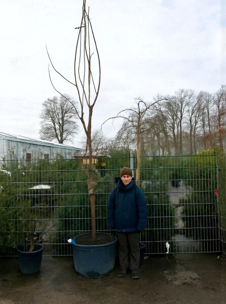 Catalpa bignonioides (Trompetenbaum) Hochstamm 20-25 StU mit Drahtballen, unbelaubter Stammbaum im Container.