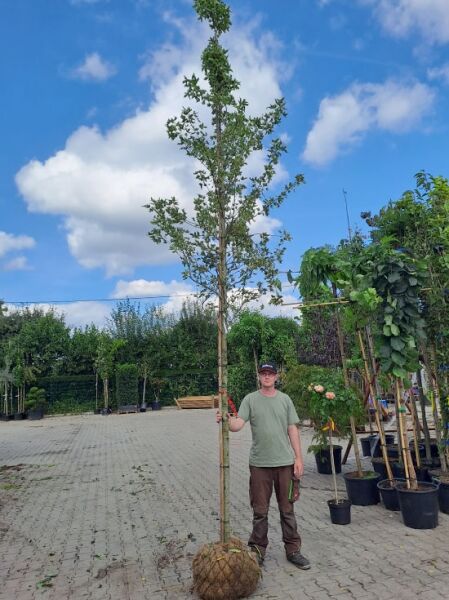 Liquidambar styraciflua 'Variegata', Buntlaubiger Amberbaum 'Variegata' Hochstamm im Container mit Ballen, schlanker Stamm und Krone