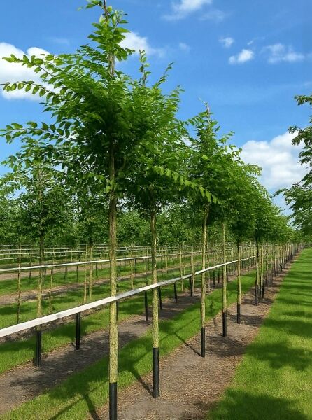 Zelkova serrata 'Green Vase' (Japanische Zelkove) Hochstamm 14-16 StU mit dichtem Laub, angebunden in Baumschulreihe