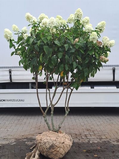 Rispen-Hortensie &#039;Polar Bear ®&#039; &#039;Schirmform&#039; 140-160 cm / Hydrangea paniculata &#039;Polar Bear ®&#039; (1567254)