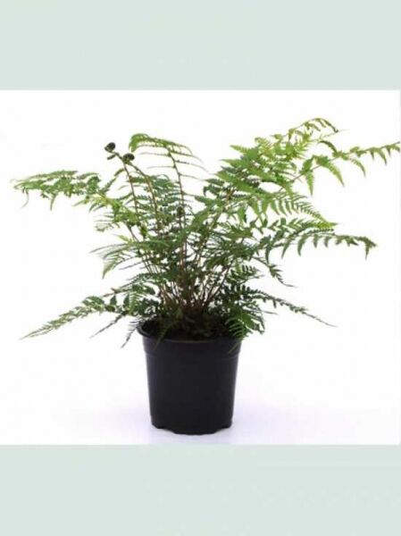 Baumfarn / Australischer Taschenfarn / Baumfarn / Australischer Taschenfarn