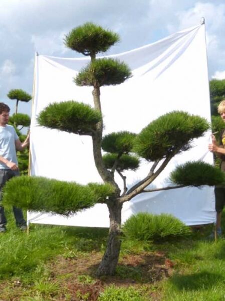 Pinus nigra ssp. nigra H: 240 cm B: 210 cm / Garten-Bonsai (201206)