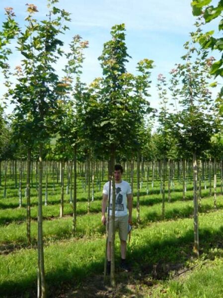 Spitz-Ahorn (Acer platanoides) Hochstamm 14-16 StU, junger Baum mit geradem Stamm und belaubter Krone im Feldbestand.