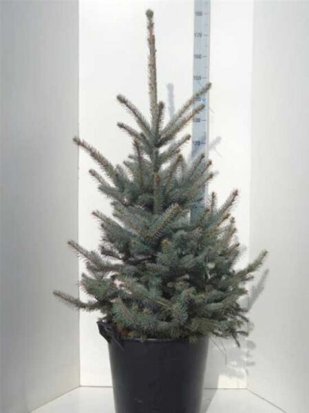 Picea pungens 'Fat Albert' / Blaue Stech-Fichte 'Fat Albert', 125-150 cm, im Container C50 mit blaugrünen Nadeln und aufrechtem Wuchs