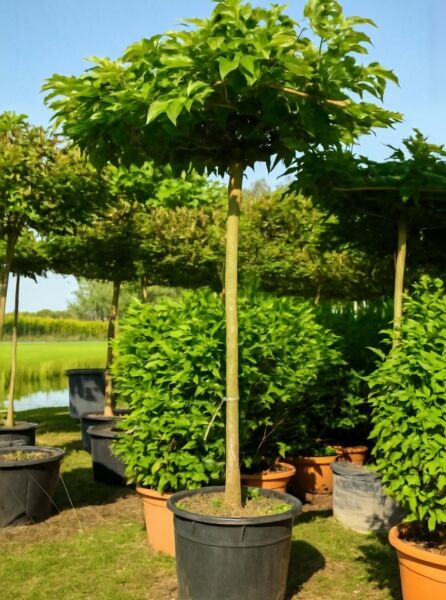Morus alba 'Fruitless' Dachspalier / Weißer Maulbeerbaum 'Fruitless' als Hochstamm im Container mit flacher Kronenform