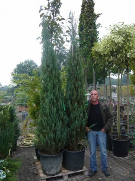 Blauer Raketen-Wacholder / Blauer Raketen-Wacholder