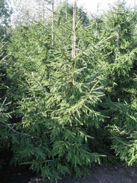 Picea orientalis 'Aureospicata' / Goldspitzenfichte 175-200 cm m. B., immergrüner Nadelbaum mit dichtem, kegelförmigem Wuchs